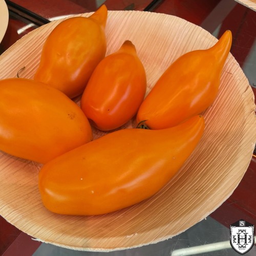 Solanum lycopersicum 'Pinocchio' - Harilik tomat 'Pinocchio' P9/0,55L